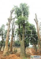 益陽(yáng)市香樟苗木供應(yīng) 專(zhuān)業(yè)移栽服務(wù)與綠化解決方案