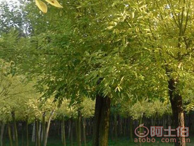 金葉槐 園林綠化新寵，熱賣(mài)促銷(xiāo)中