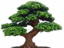 第3頁(yè) 產(chǎn)品展示 瀏陽(yáng)市軒達(dá)苗木種植專(zhuān)業(yè)合作社的苗木風(fēng)采