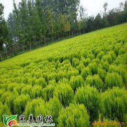 灑金柏 整齊樹(shù)形下的金葉苗木翹楚
